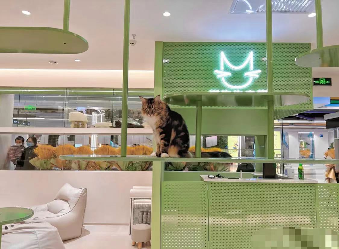 撸猫馆 猫舍 高端消费 商场 宠物店 转让