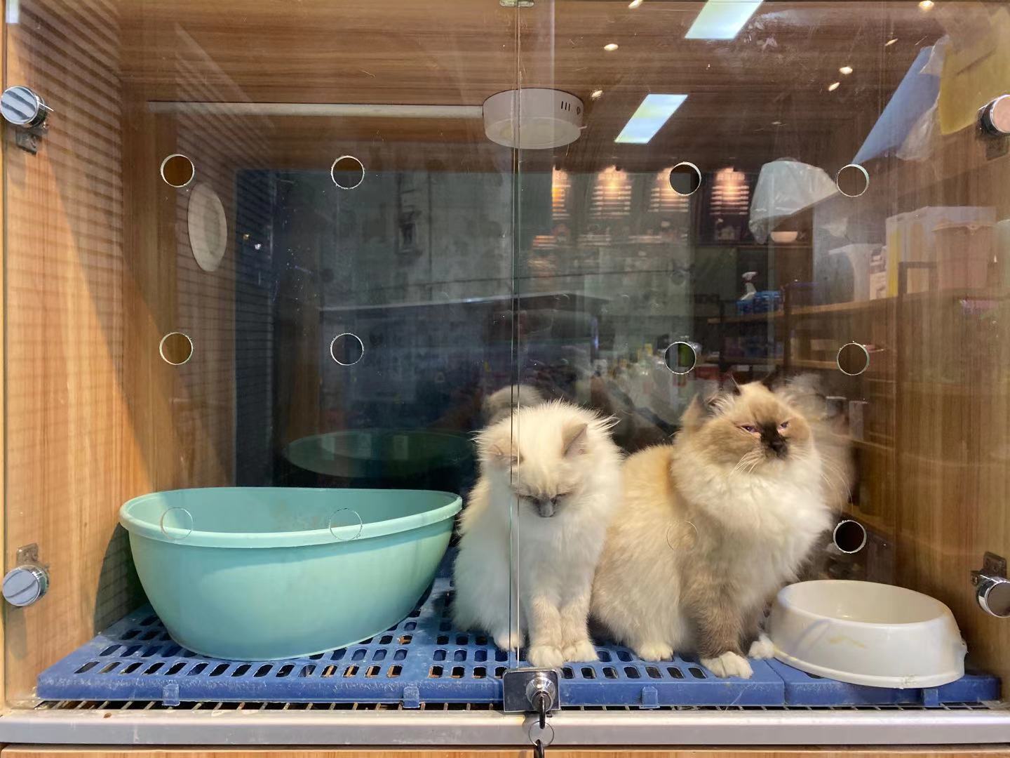 临街宠物店转让 宠物洗美店转让 宠物寄养店转让