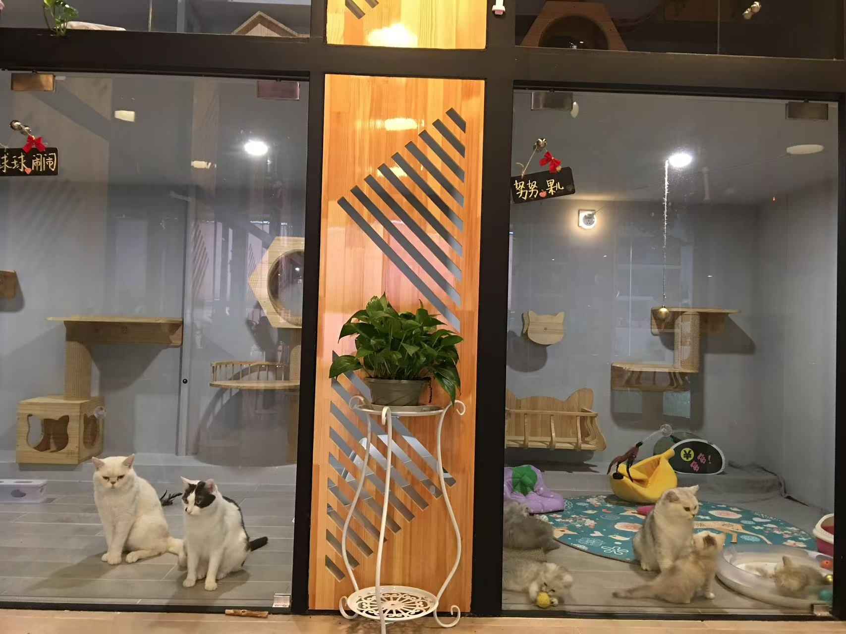 798附近8年宠物店转让周边高端小区环绕