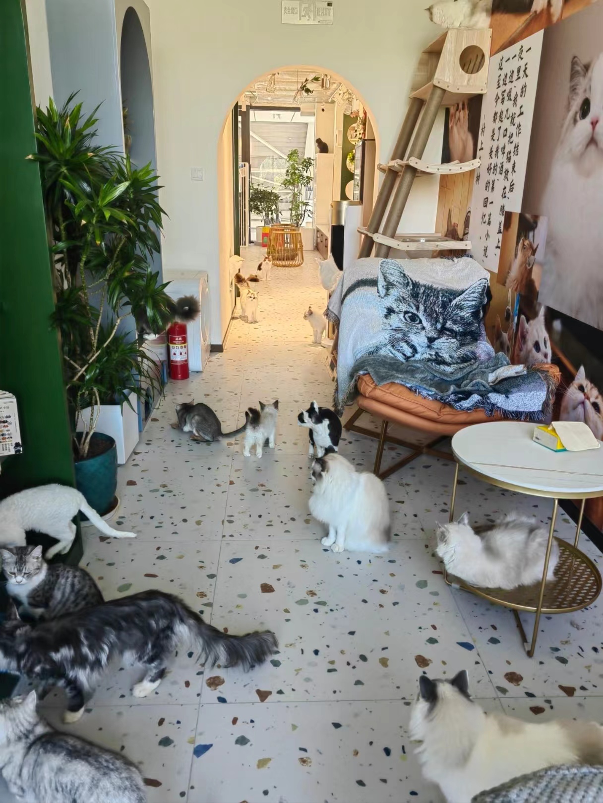 猫咖转让 撸猫馆 宠物店 商业街店铺转让