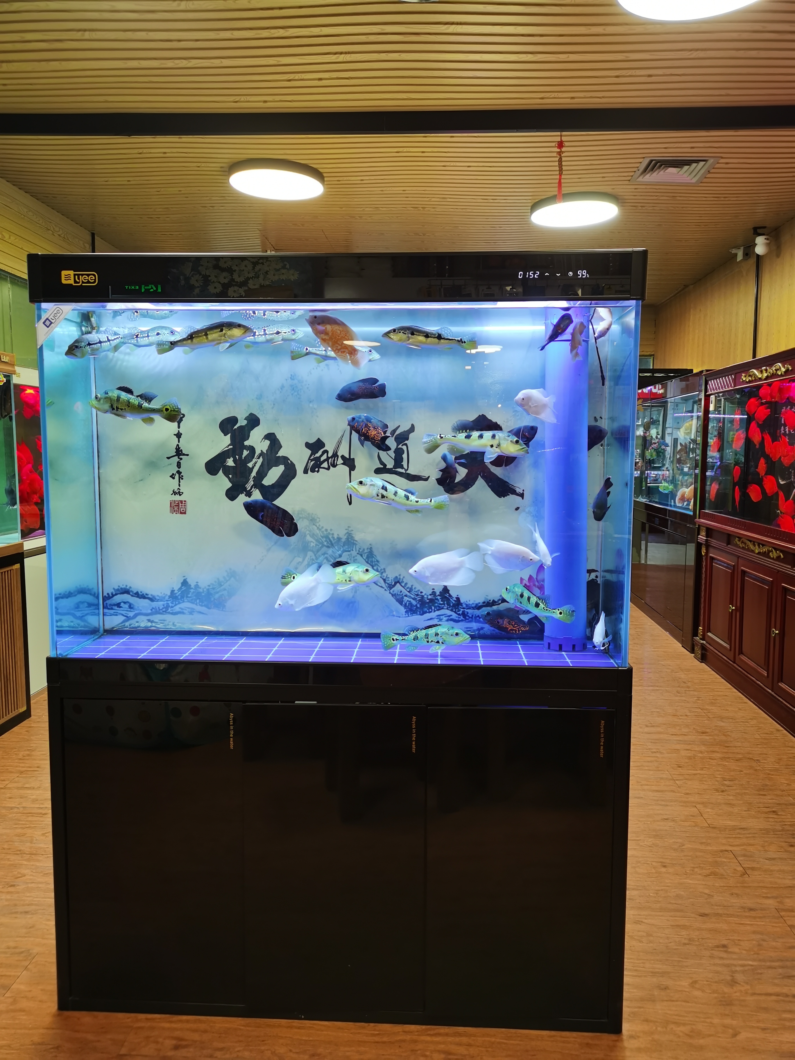 朝阳区青年路水族馆观赏鱼店铺转让，15年老店
