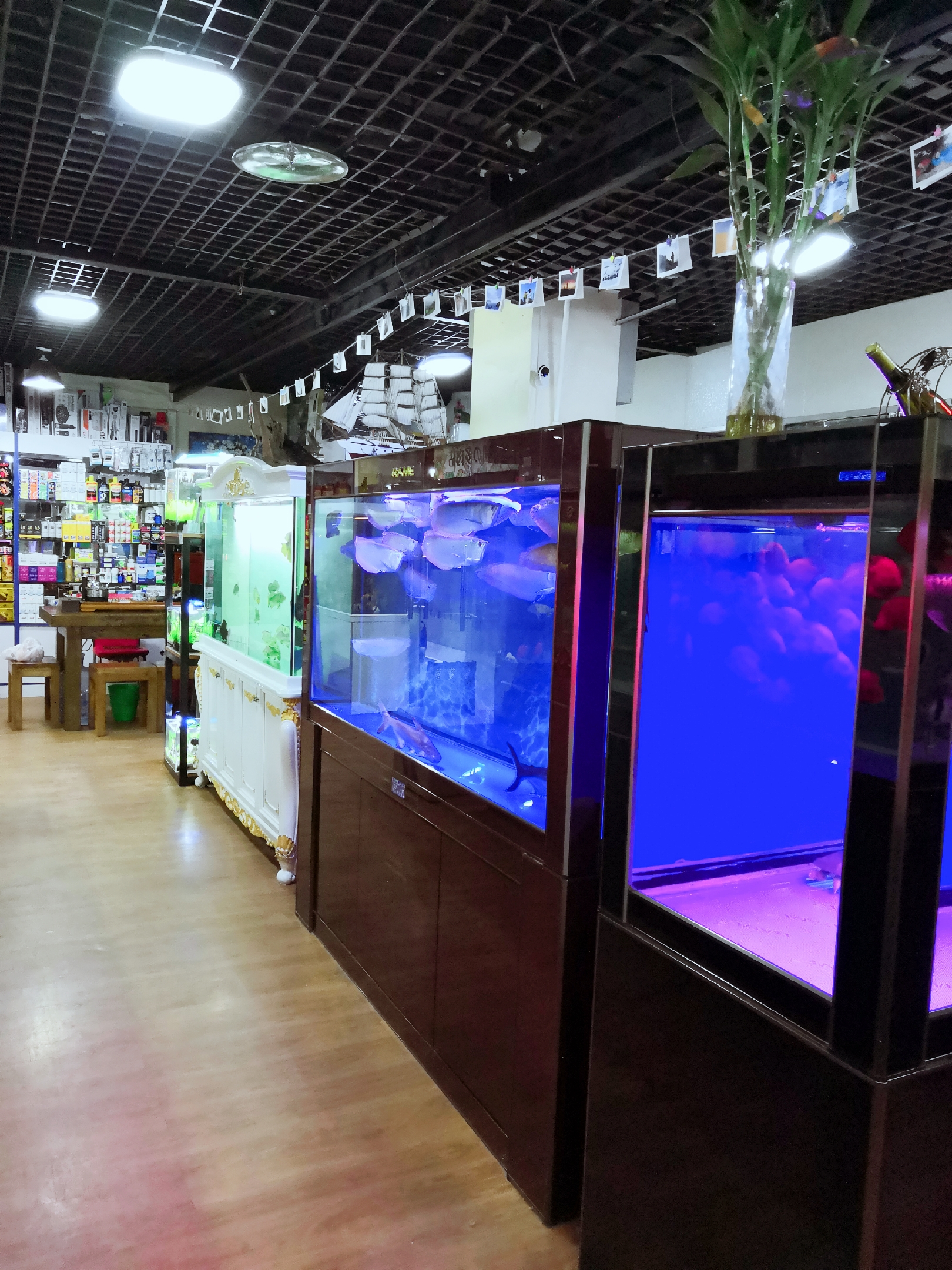 朝阳区青年路水族馆观赏鱼店铺转让，15年老店