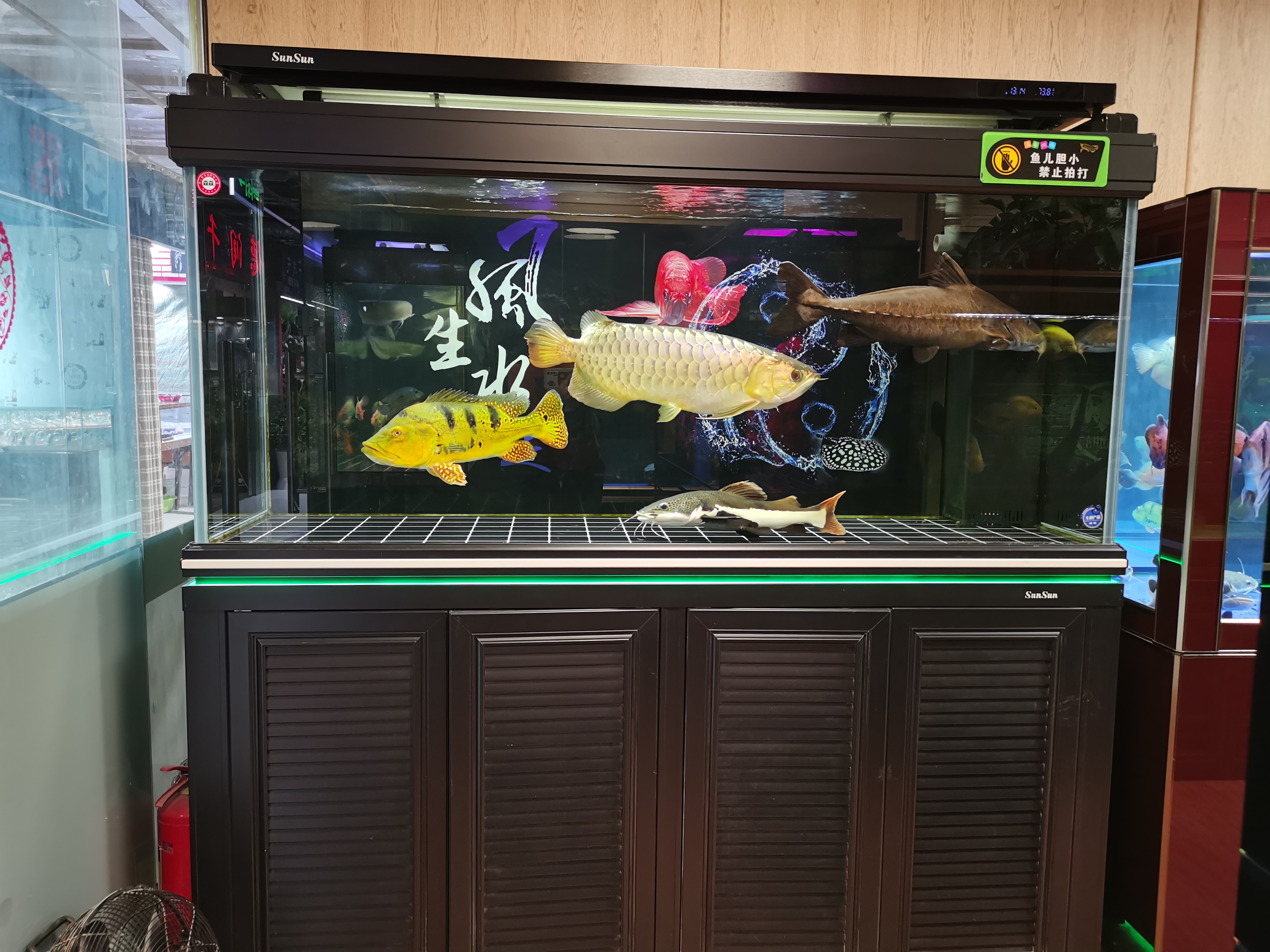 朝阳区青年路水族馆观赏鱼店铺转让，15年老店