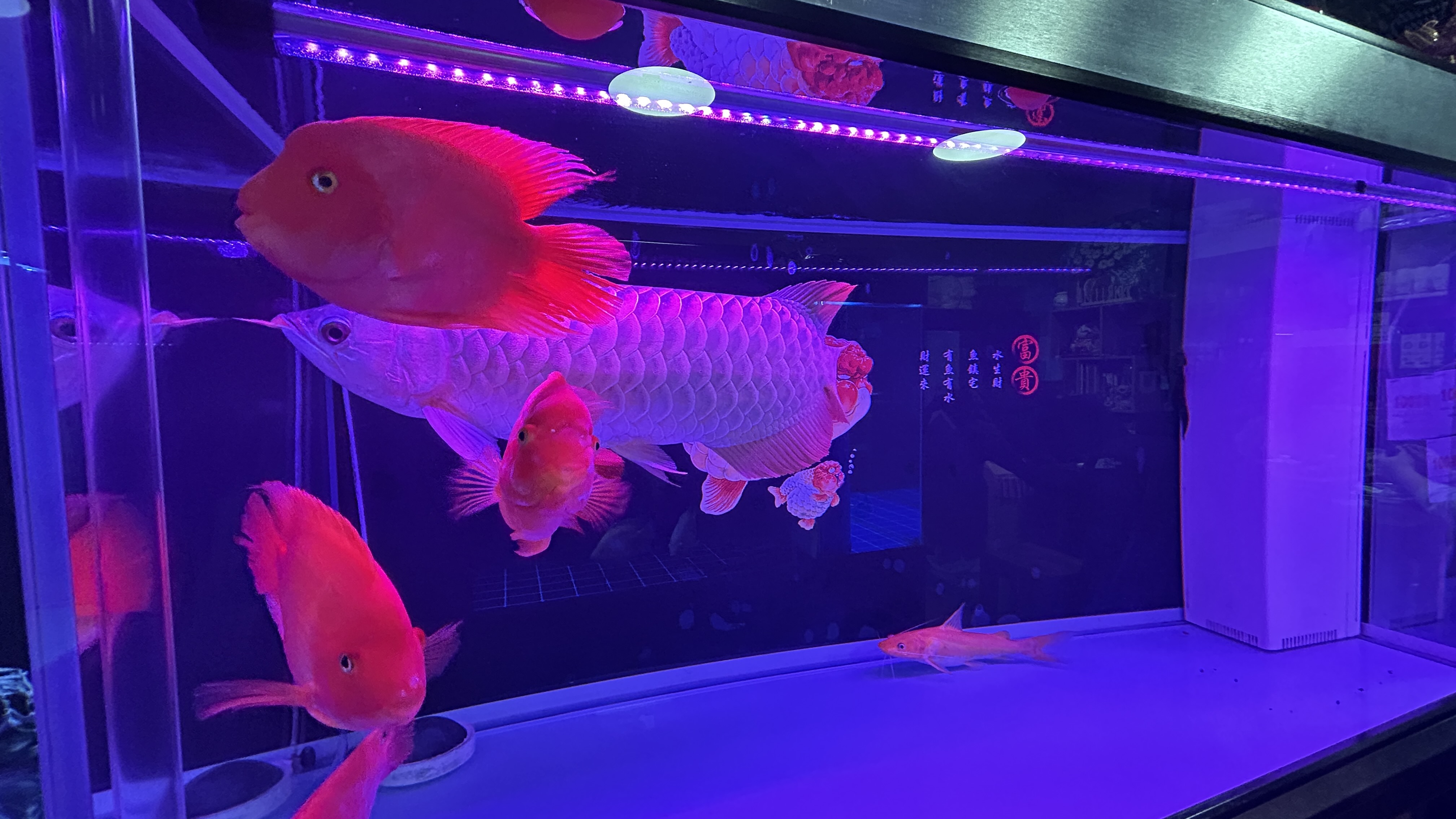 朝阳区青年路水族馆观赏鱼店铺转让，15年老店
