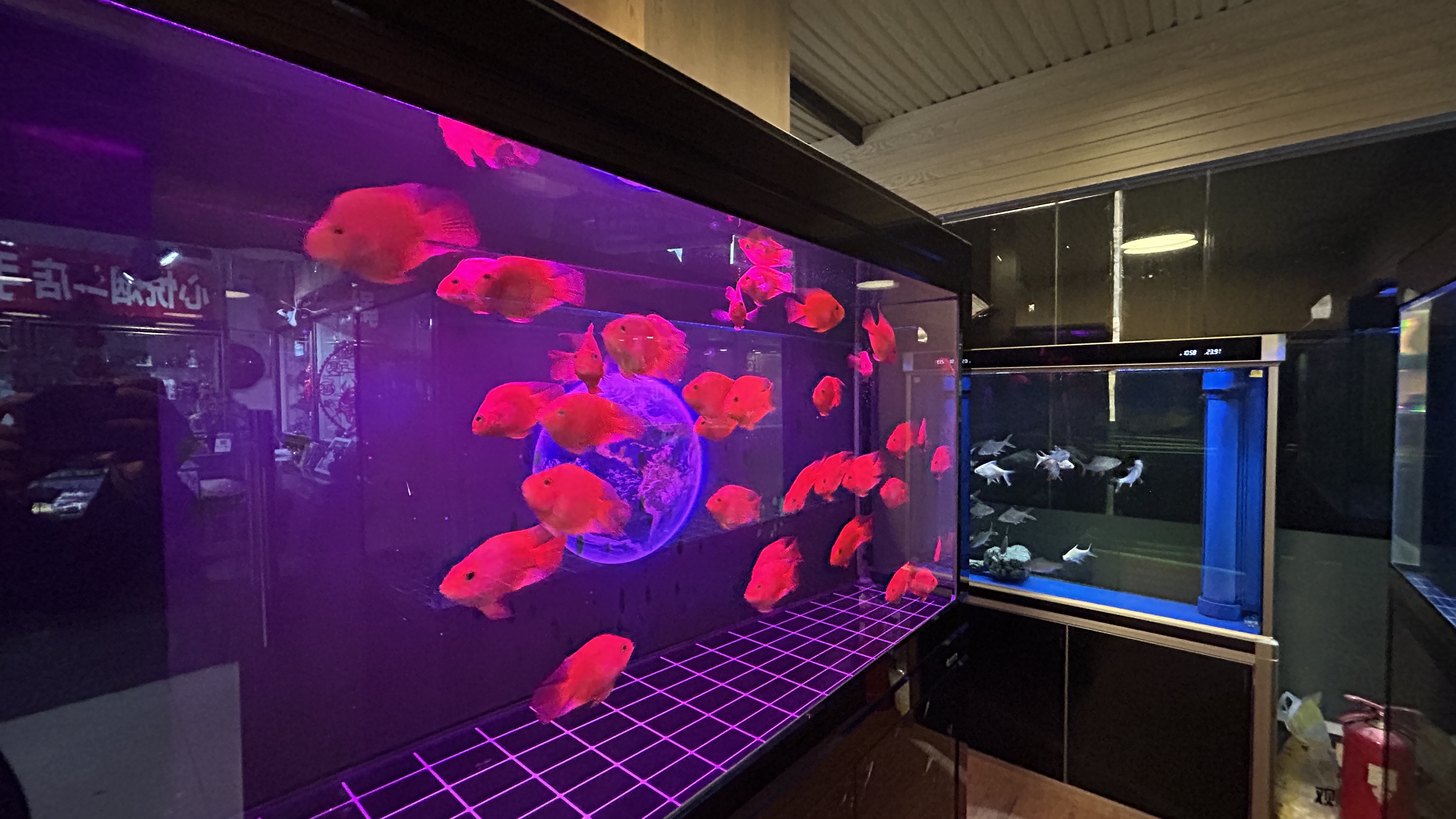 朝阳区青年路水族馆观赏鱼店铺转让，15年老店