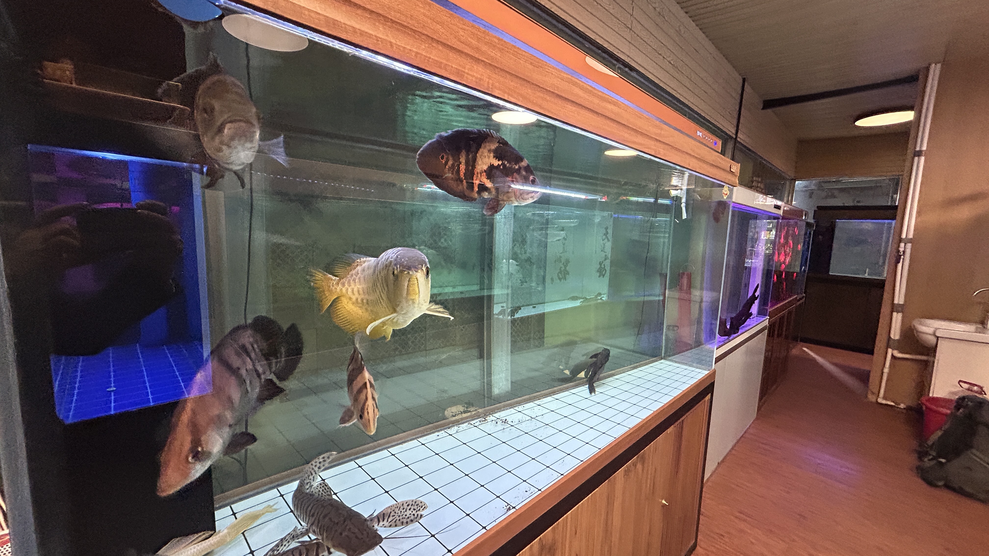 朝阳区青年路水族馆观赏鱼店铺转让，15年老店