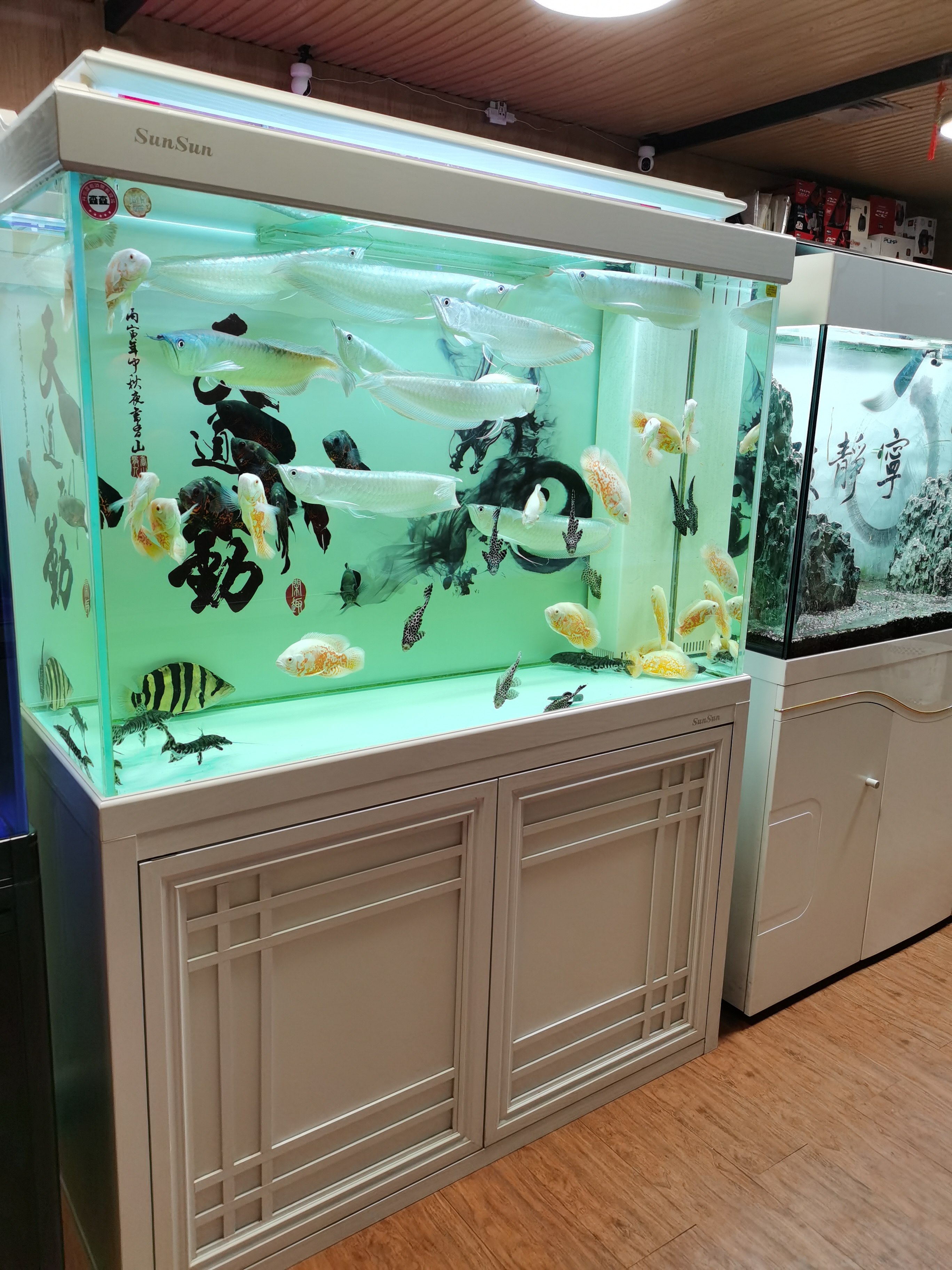 朝阳区青年路水族馆观赏鱼店铺转让，15年老店