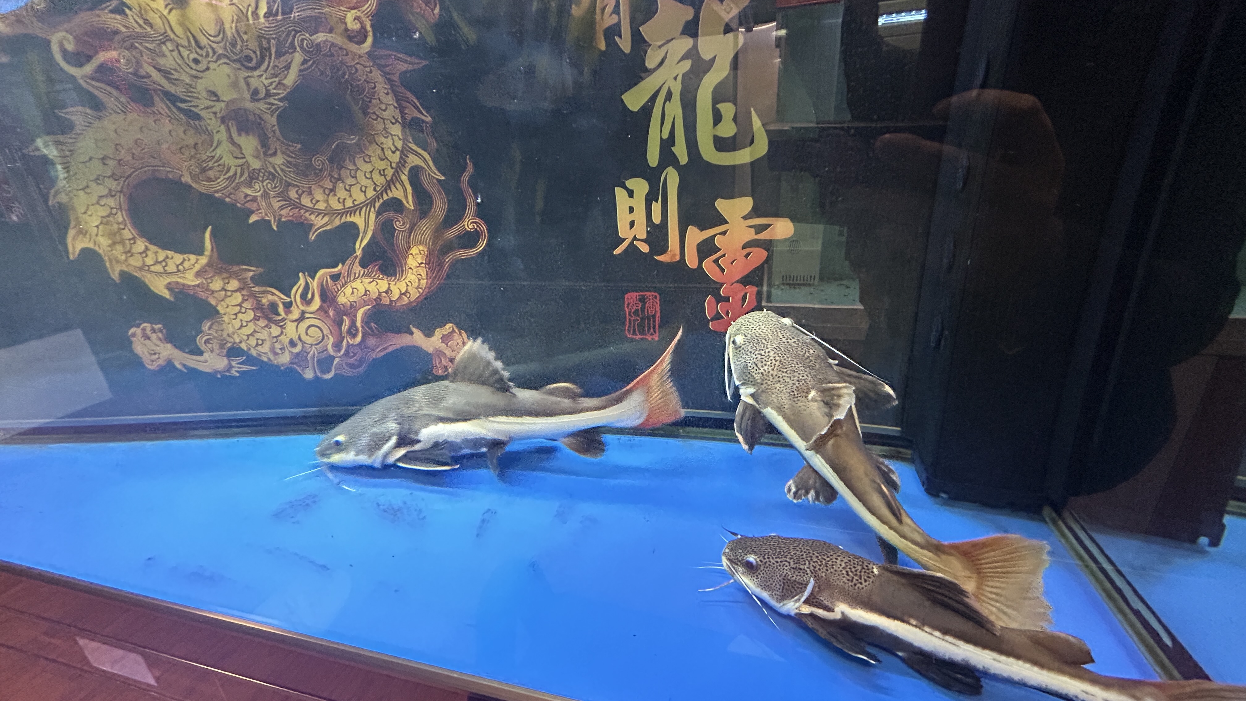 朝阳区青年路水族馆观赏鱼店铺转让，15年老店
