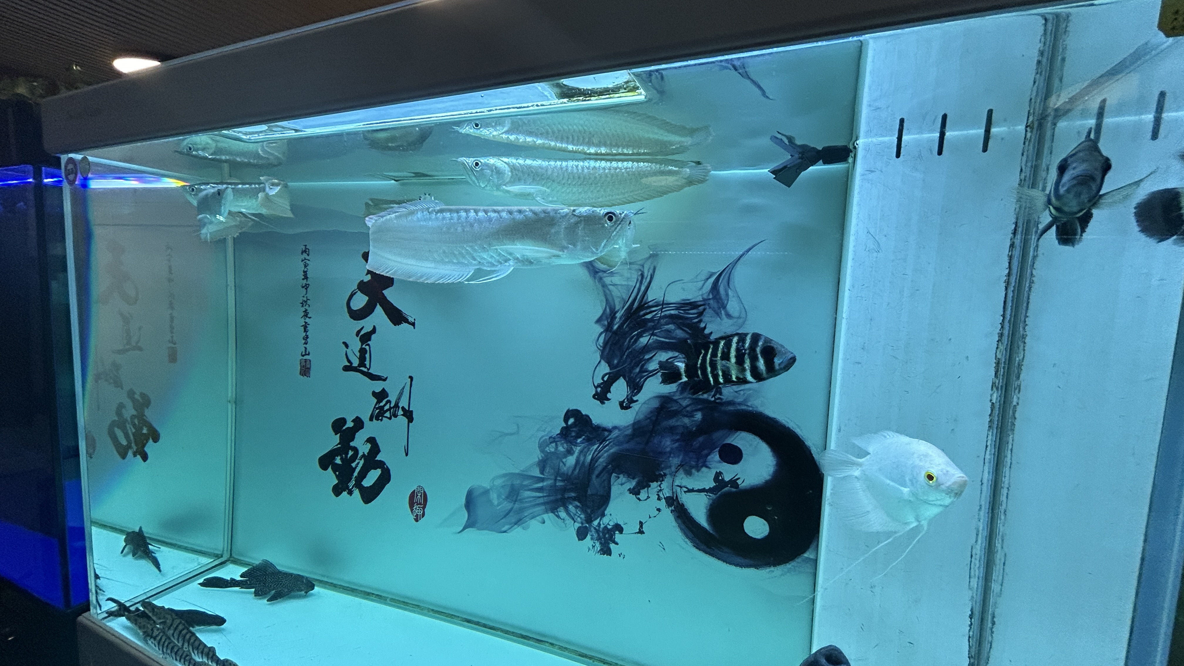 朝阳区青年路水族馆观赏鱼店铺转让，15年老店
