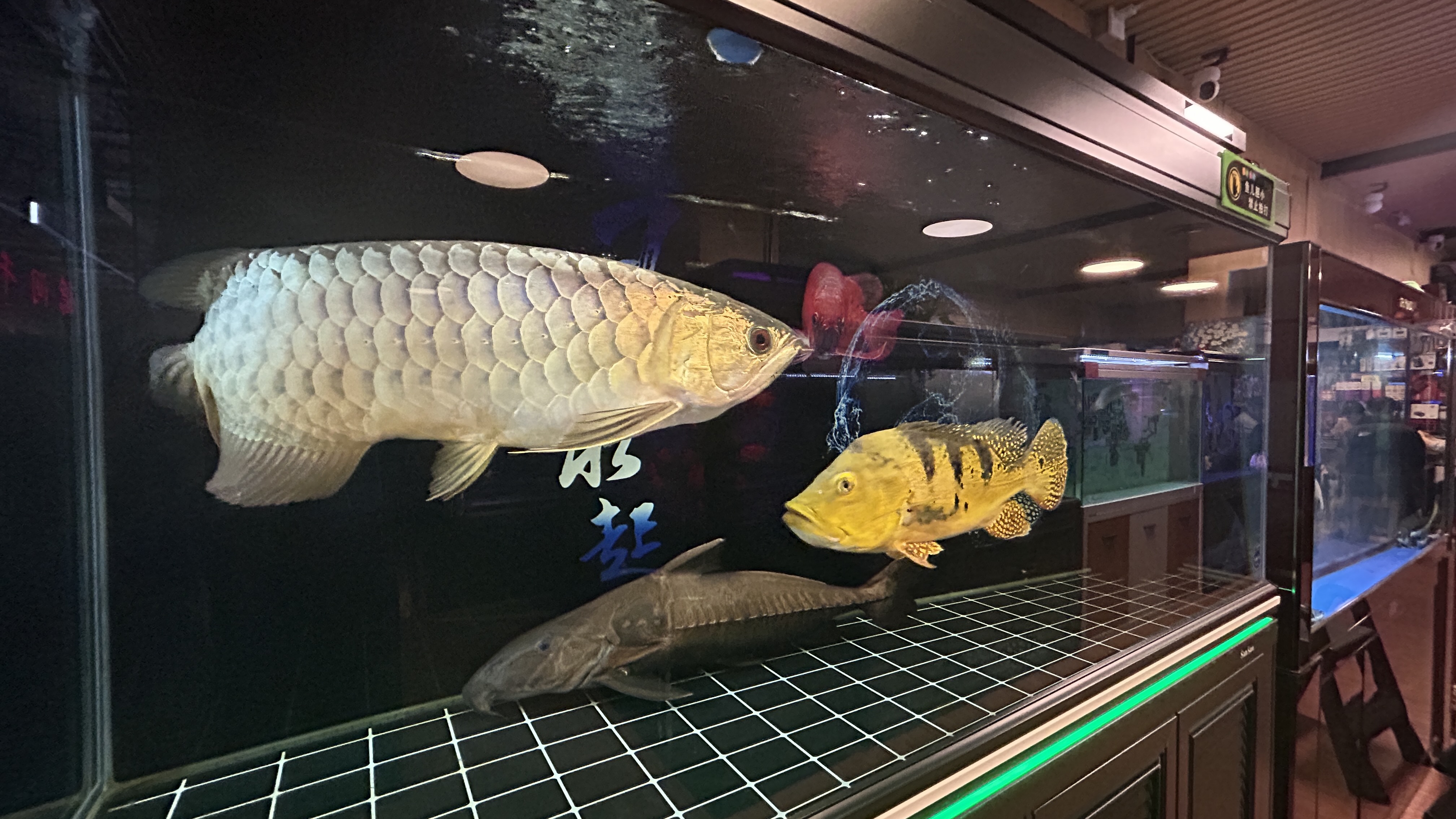 朝阳区青年路水族馆观赏鱼店铺转让，15年老店