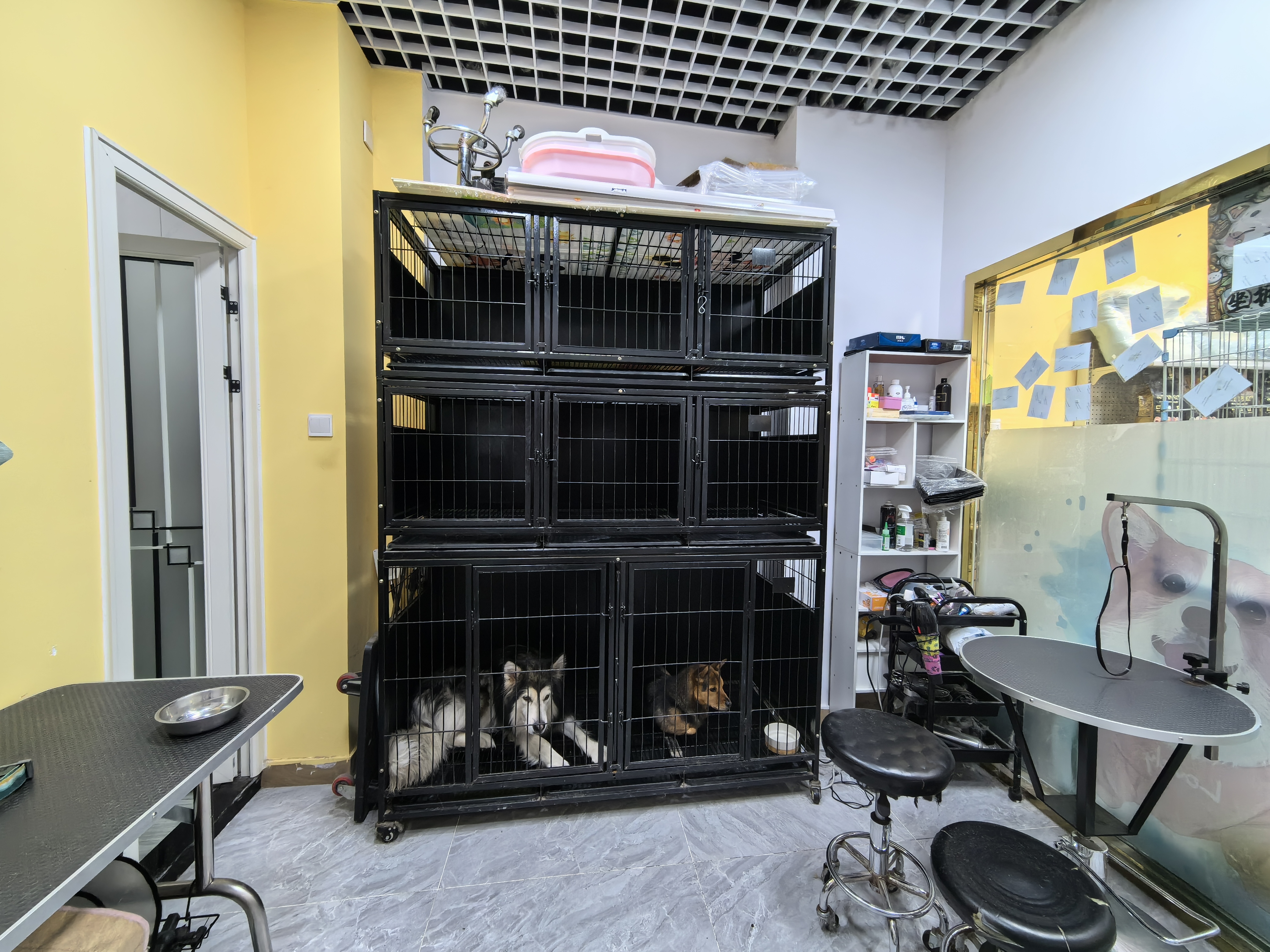 宠物店 转让 经营5年的老店